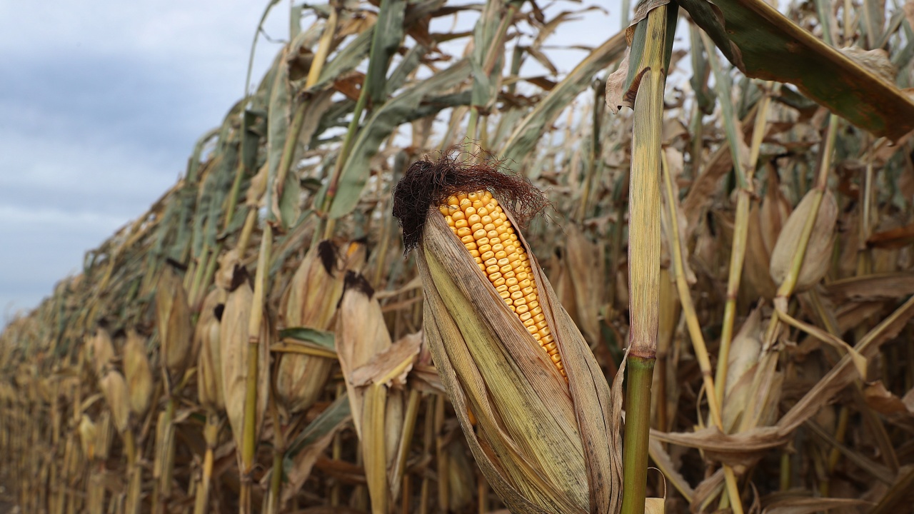 Реколтата от царевица в Украйна спада с една четвърт спрямо 2021 г.