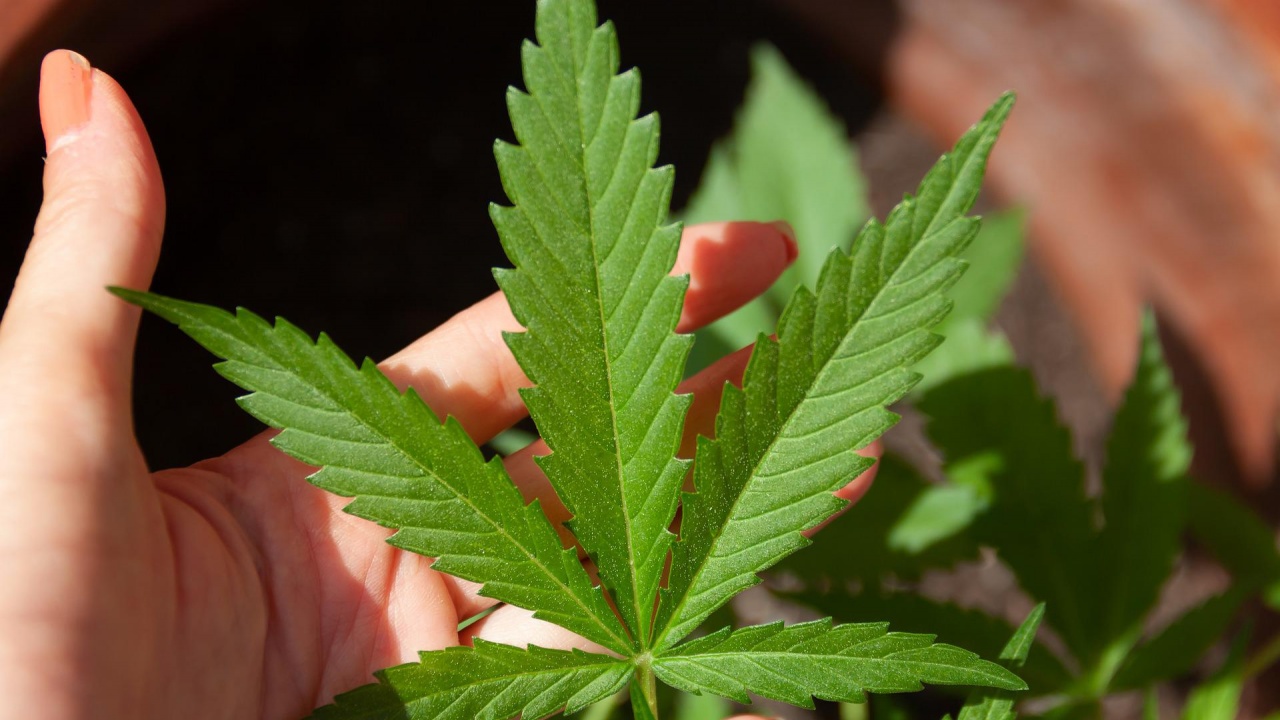 Полицията откри 24 растения марихуана край Севлиево, задържаха двама