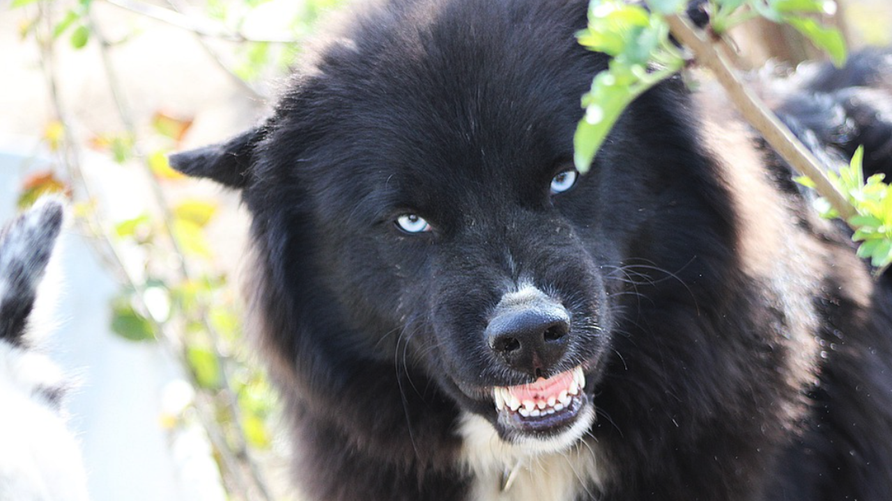 Полицаи ловиха агресивни кучета във Велико Търново
