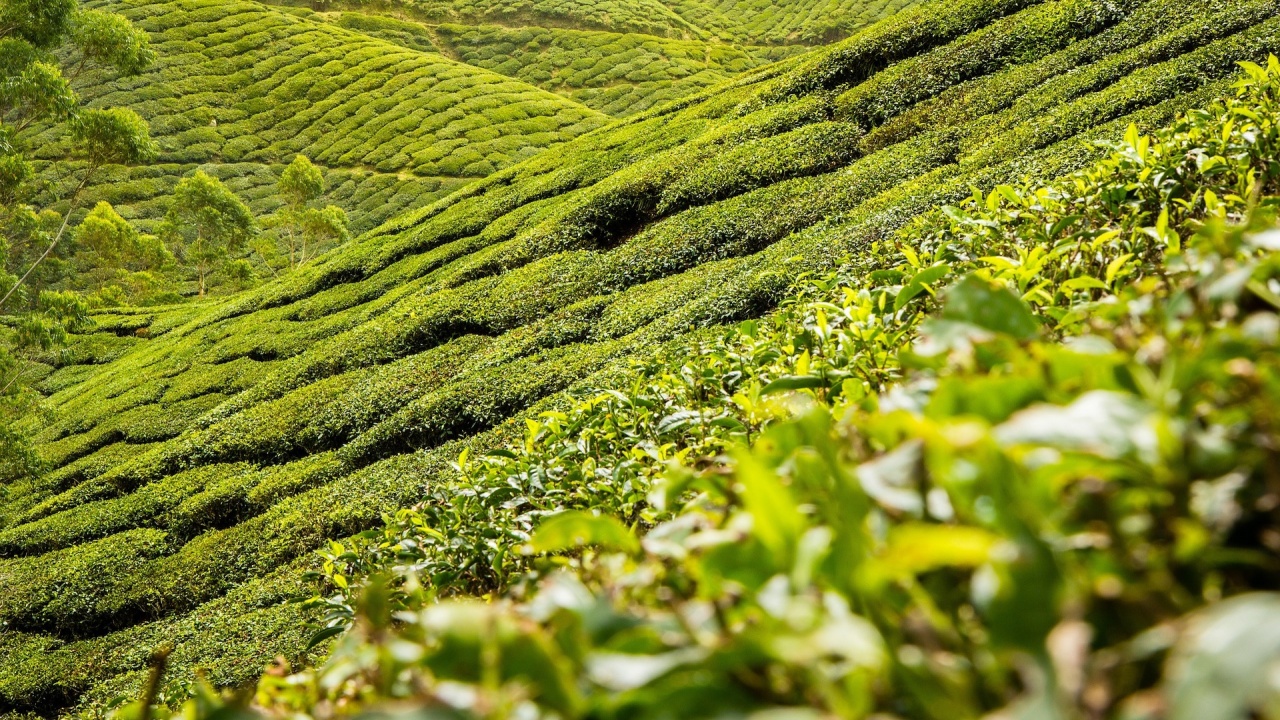 Около половината чаени плантации в окръг Дарджилинг (източния щат Западен