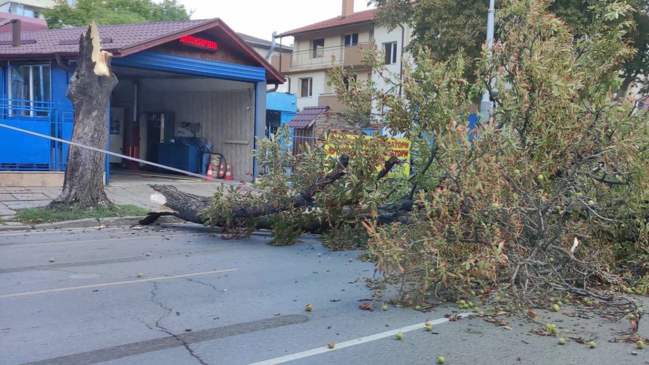 Дърво е паднало на столичния булевард Сливница Инцидентът е станал