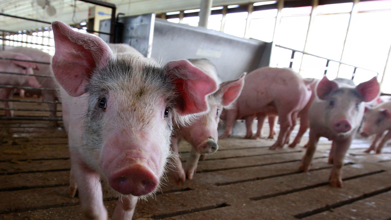 Китай ще освободи 15 000 тона замразено свинско месо от