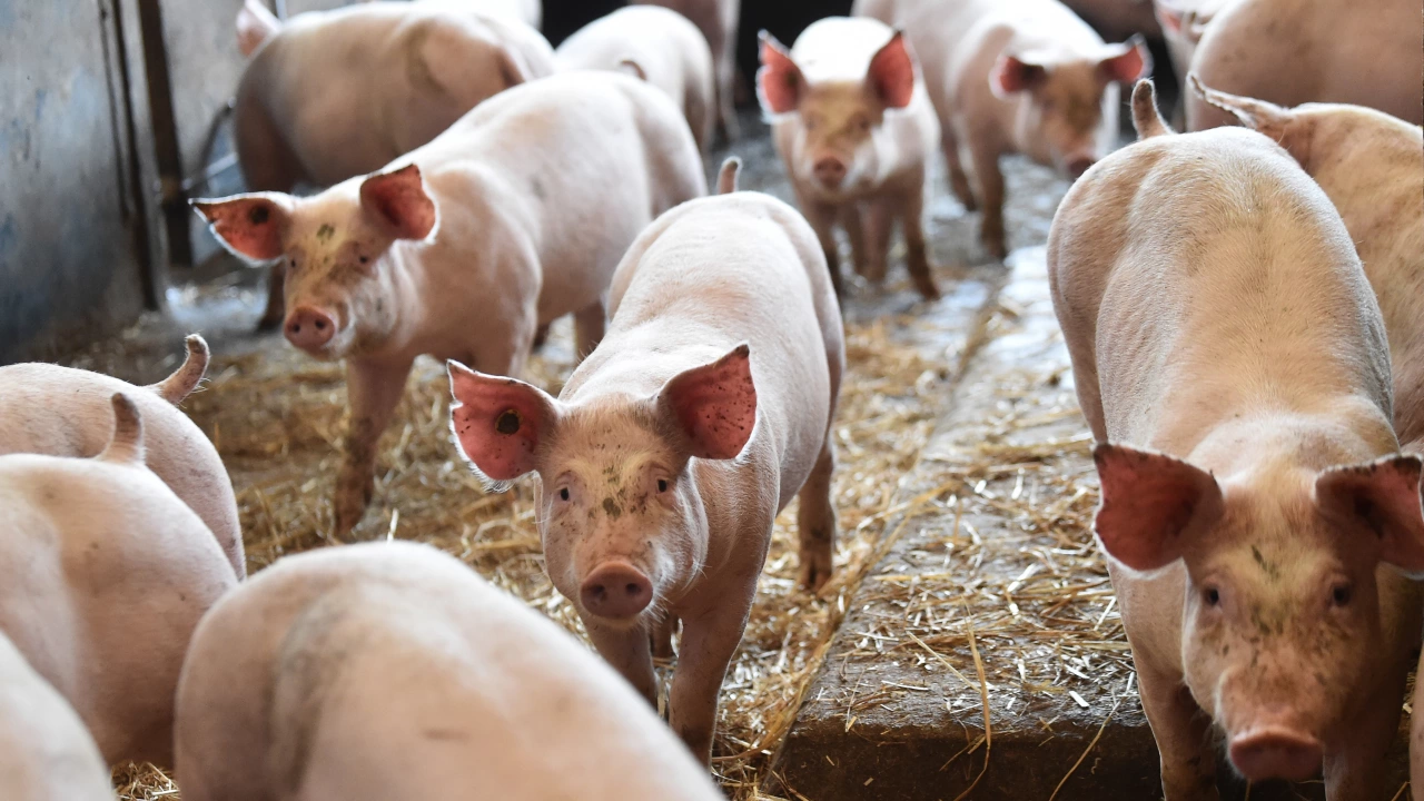 Най големият производител на свинско месо в Европа Даниш краун Danish