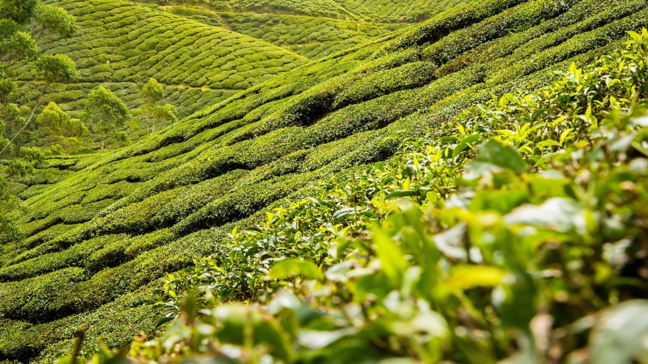 Около половината чаени плантации в окръг Дарджилинг източния щат Западен