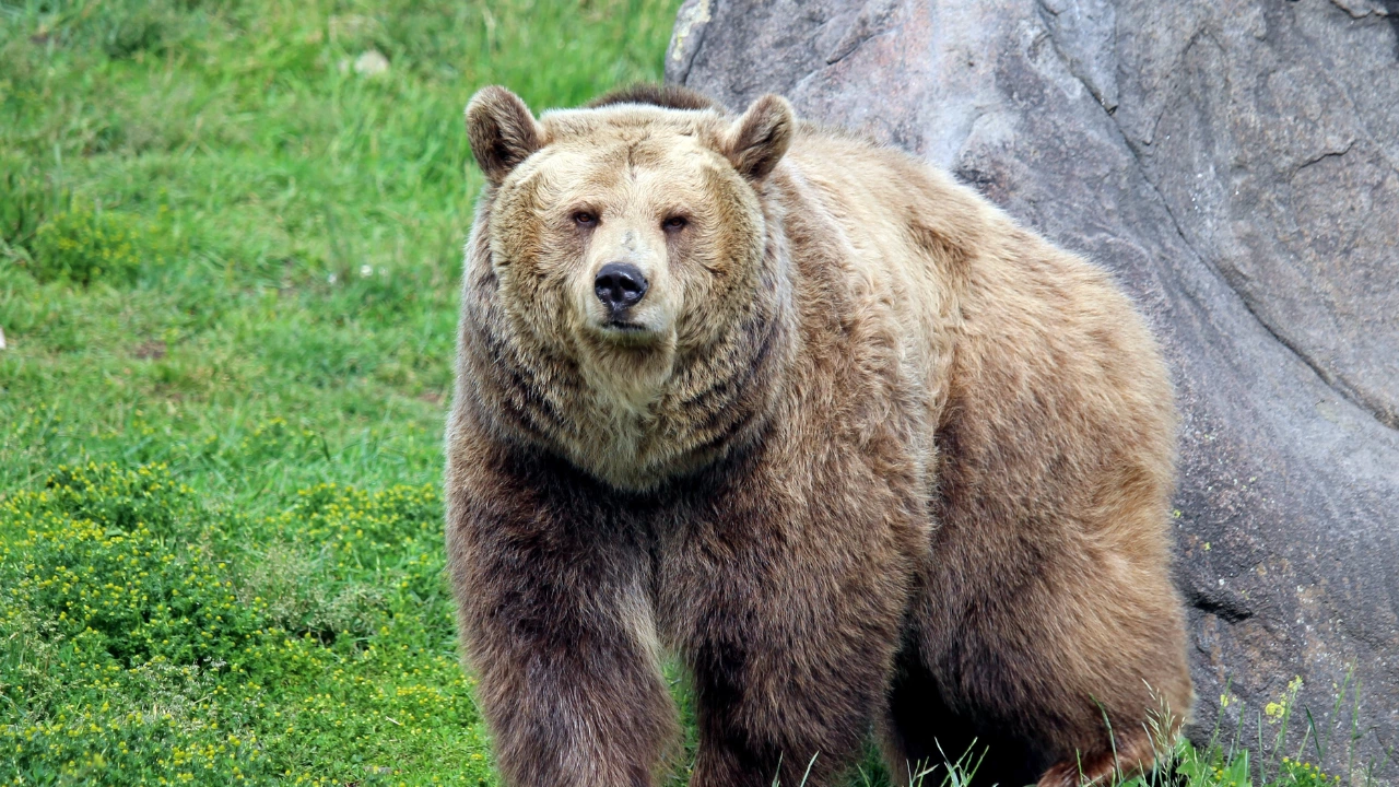 34 годишната мечка Нада от Парка за мечки край Белица е