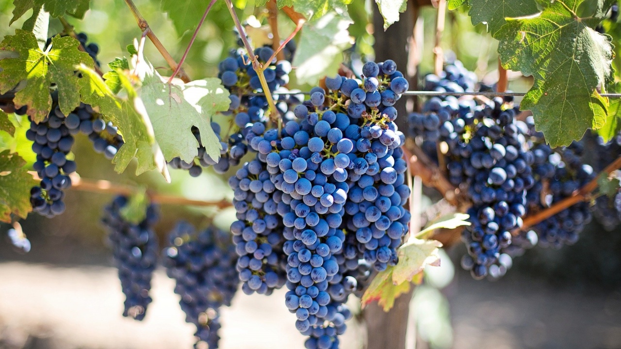 Ниски добиви от грозде очакват в Сливенско заради поражения от градушка през май