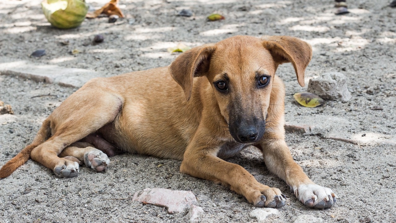 Предстои кампания по преброяване на бездомните кучета в Сливенско