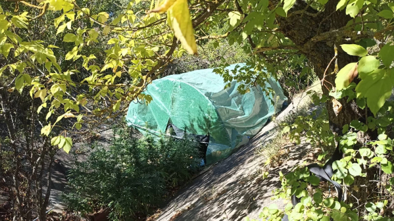 Наркооранжерия в палатка скрита в напоителен канал разкриха шуменски криминалисти