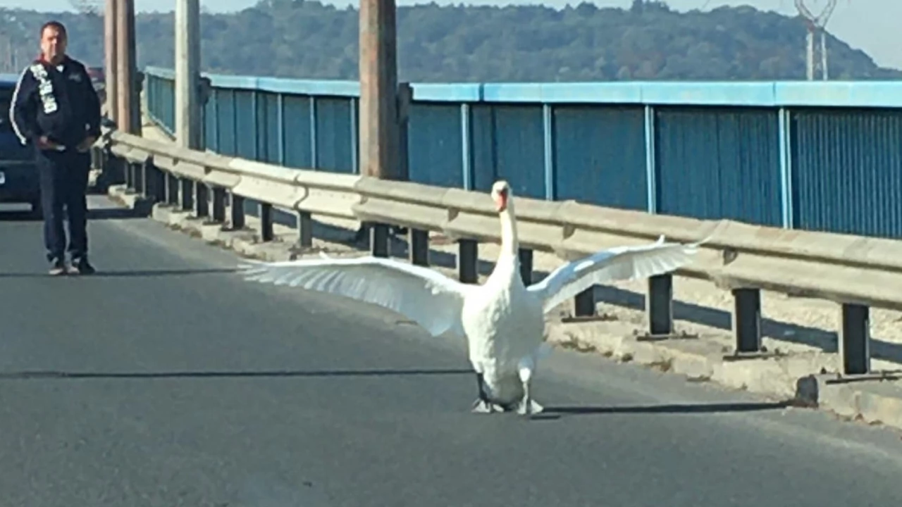 Лебед изненада тази сутрин шофьорите на Аспаруховия мост във Варна