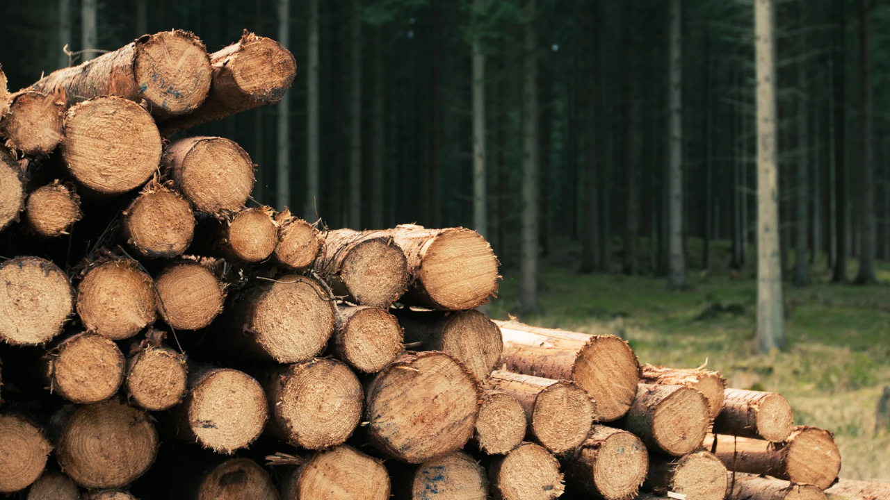 Кризата с дървата в Югозападна България - има ли спекула в цените?