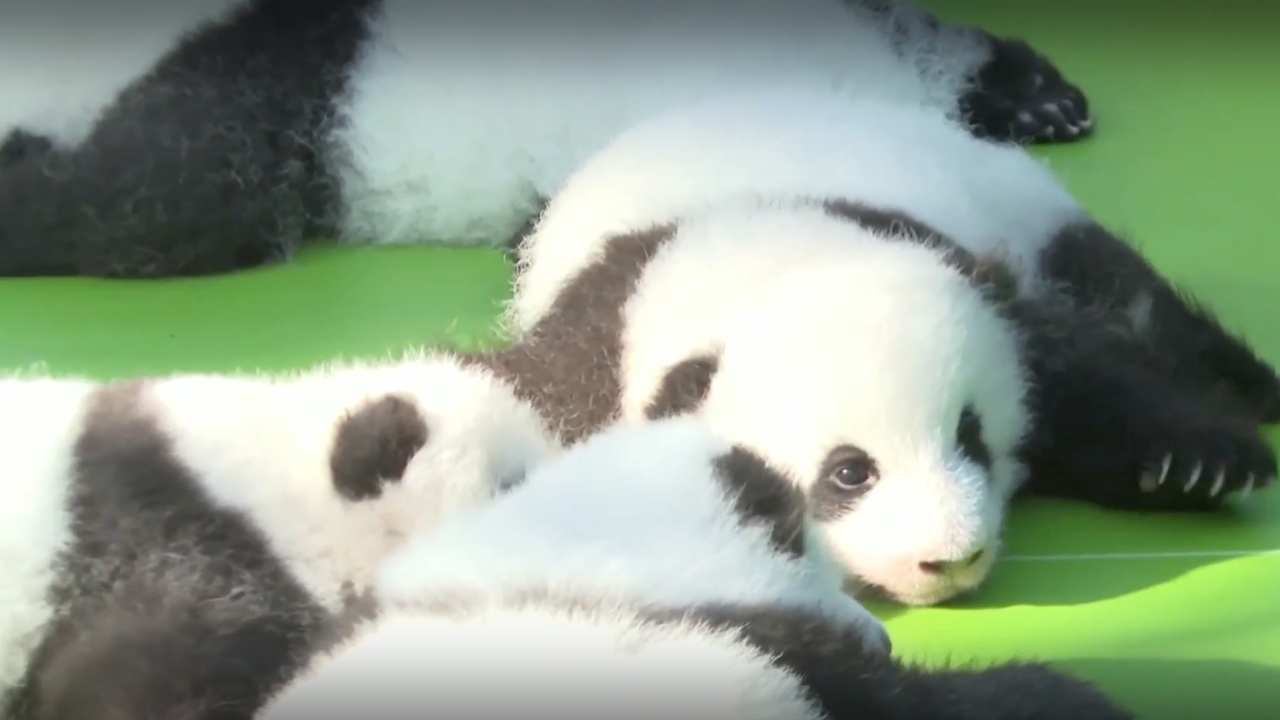 13 бебета панди дебютираха пред публика
