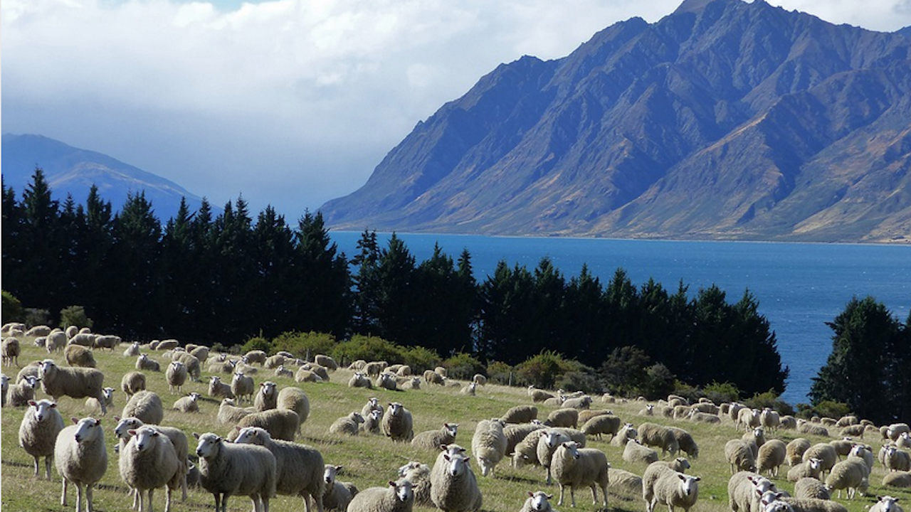 Нова Зеландия забранява износа на живи животни по море