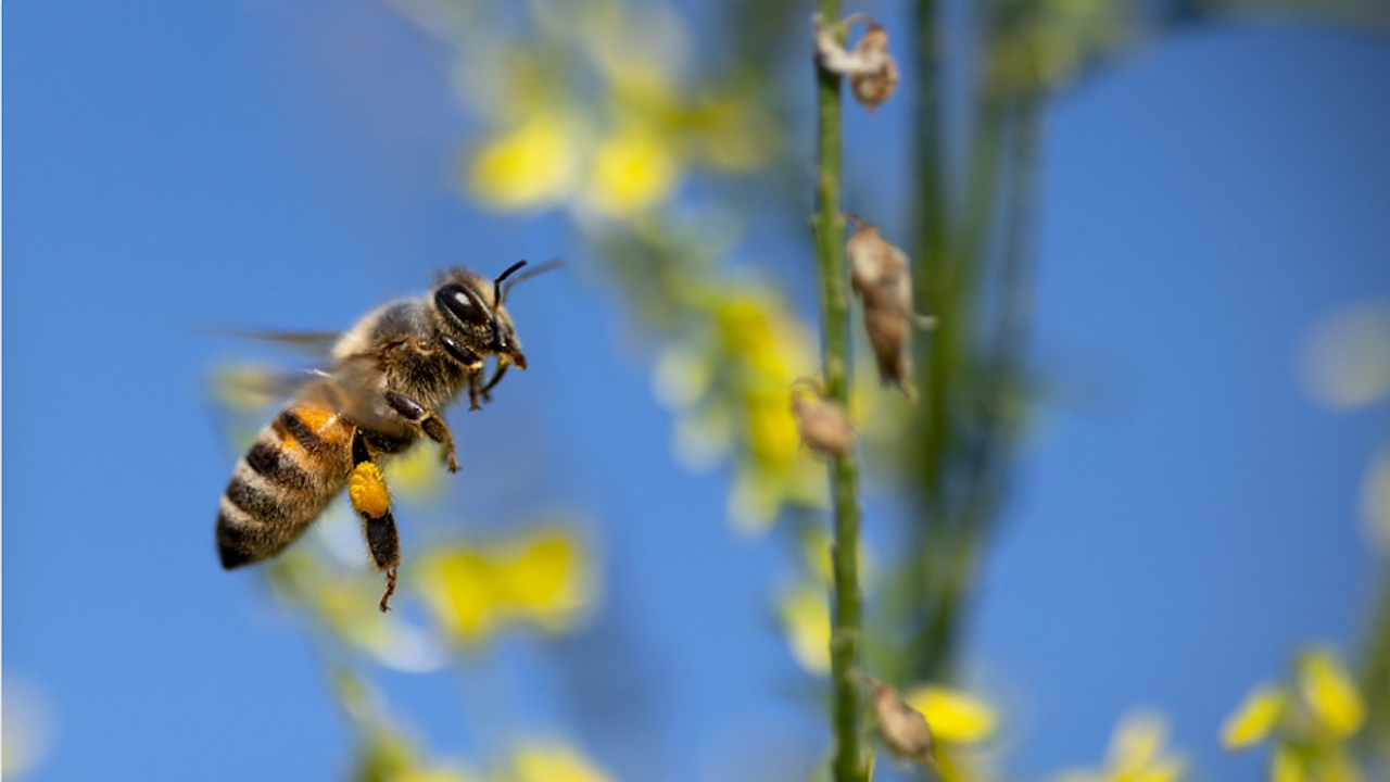 ЕС подкрепя по-ниски граници на остатъци от вредни за пчелите пестициди