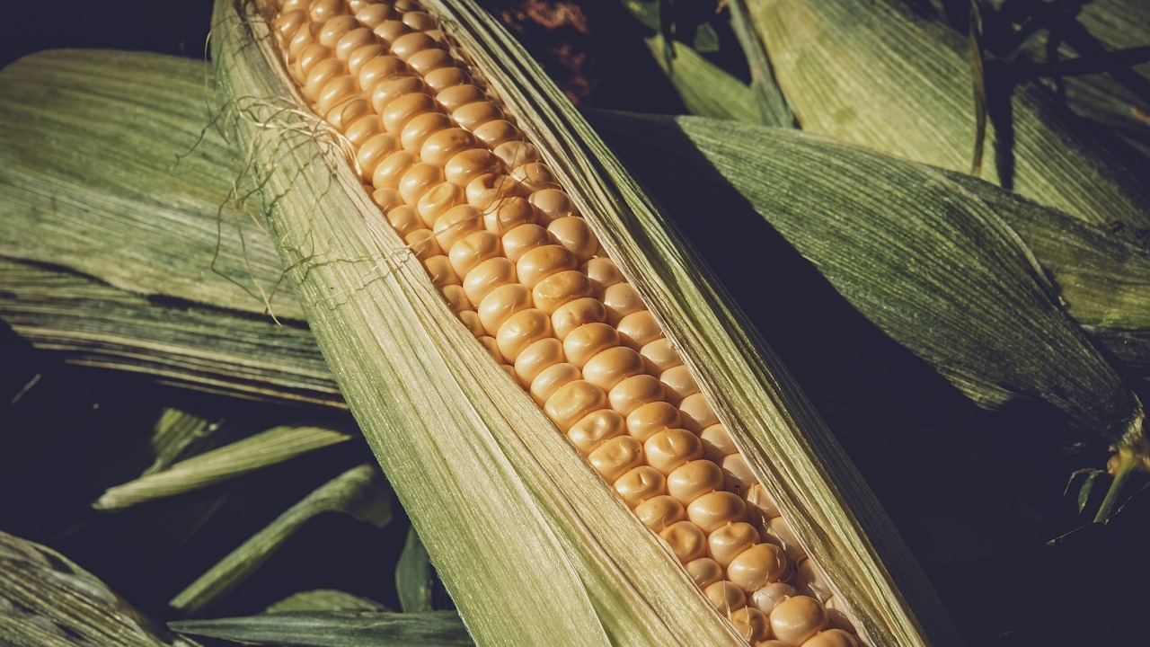Заради сушата: Реколтата от царевица във Франция е намаляла наполовина