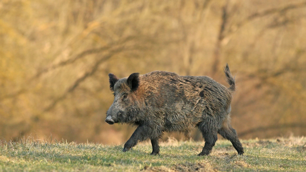 Груповият лов за дива свиня и местен дребен дивеч се