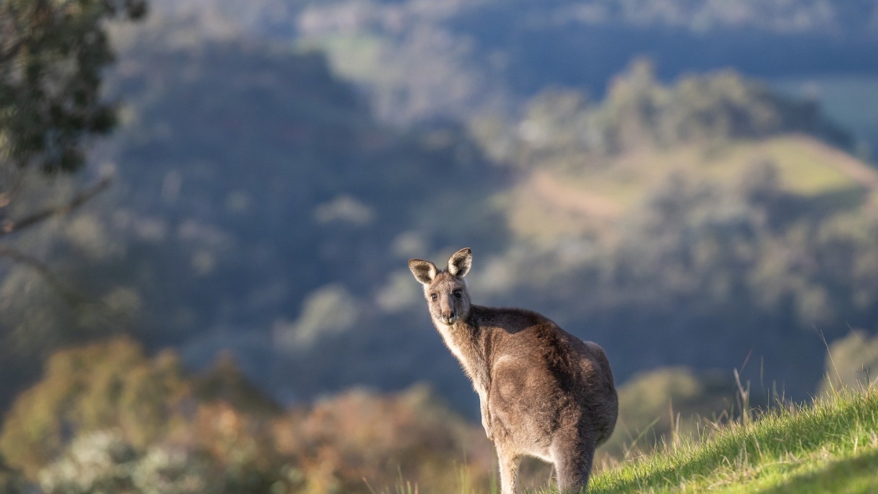 Австралия с план за защита на застрашените животински и растителни видове