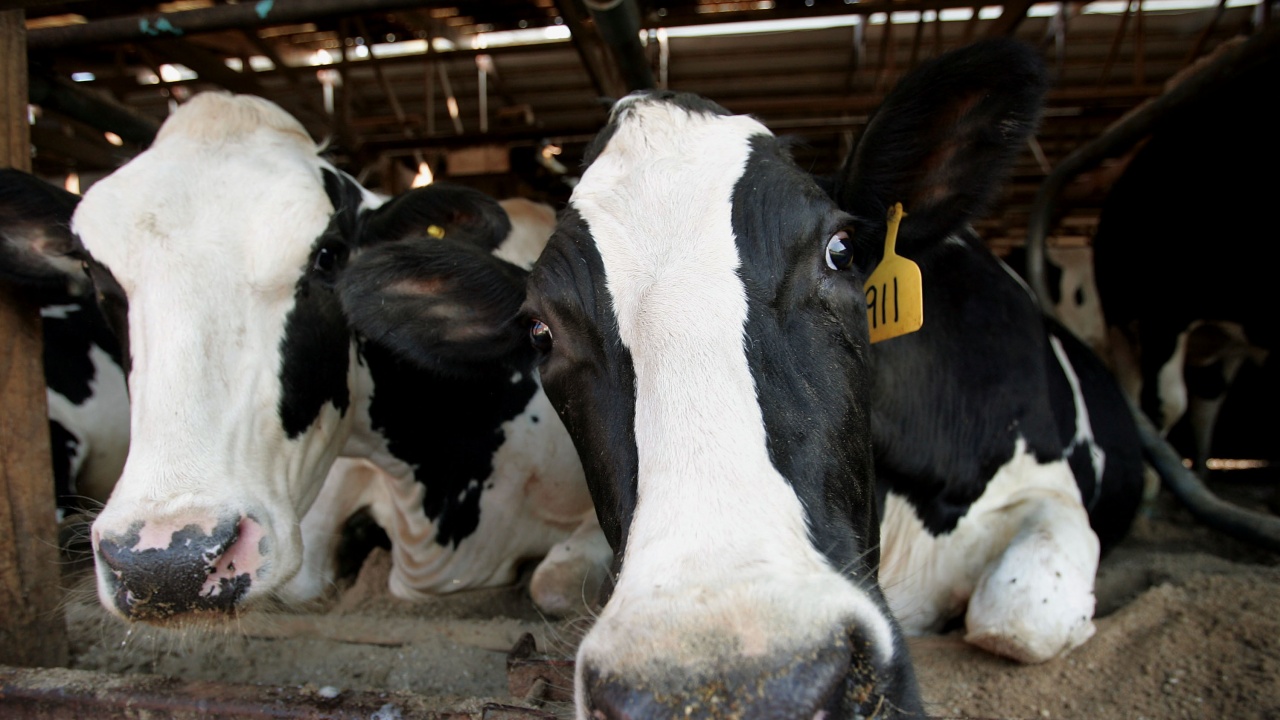 Затварят 600 ферми за добитък в Нидерландия въпреки протестите