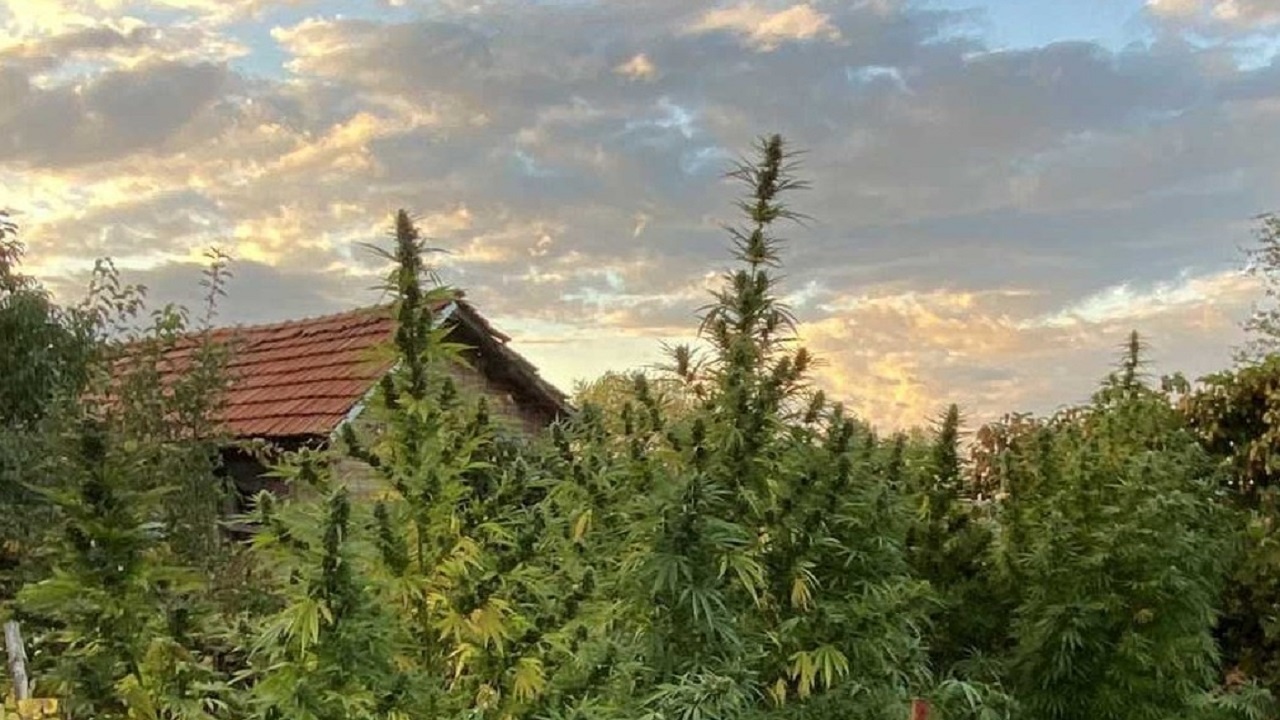 Криминалисти от Габрово иззеха 6 килограма марихуана