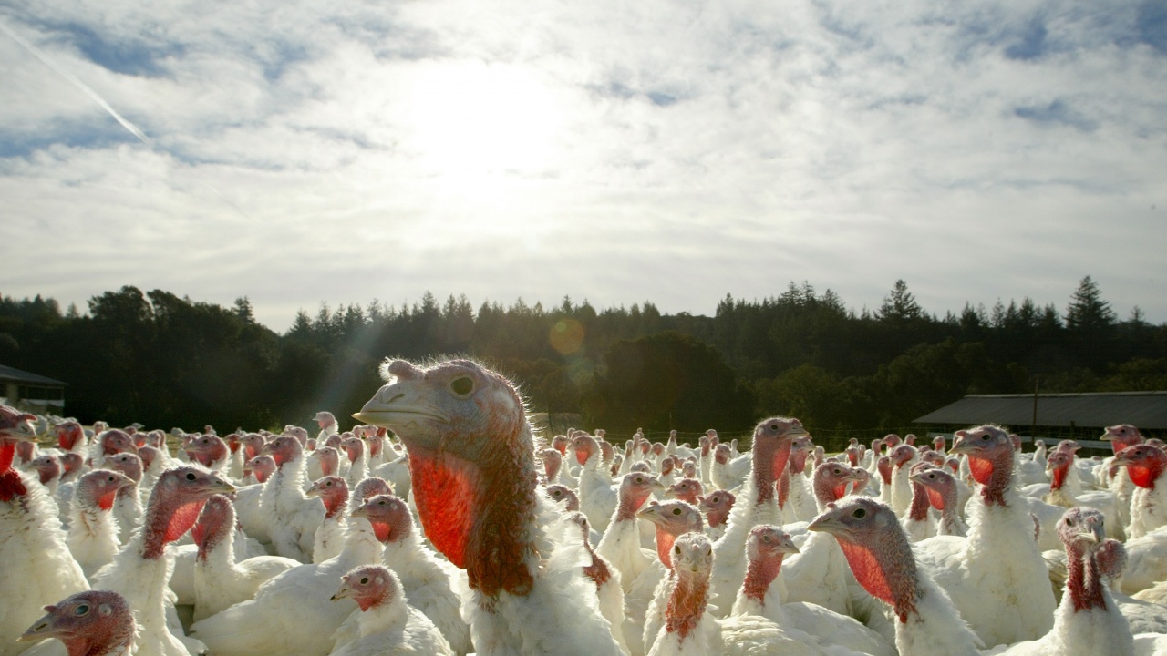 Нидерландия нарежда на птицевъдите да затворят животните си заради птичи грип