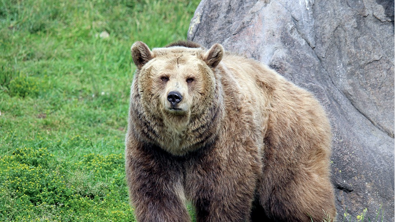 Аляска избира най-дебелата мечка