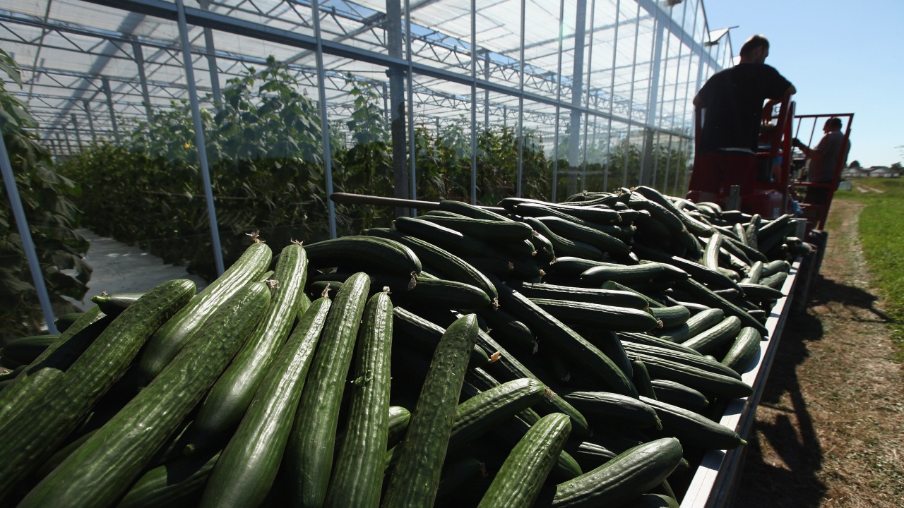 Зеленчуците, отглеждани в оранжерии в Албания, представляват 25% от местното производство