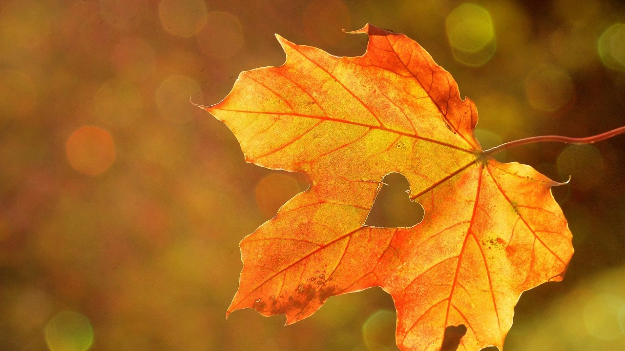 Чака ни златна есен Очаква ни двуседмичен период с много