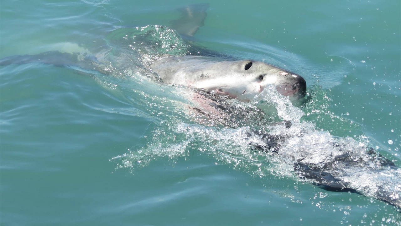 Учени успяха да заснемат как косатки убиват бяла акула край