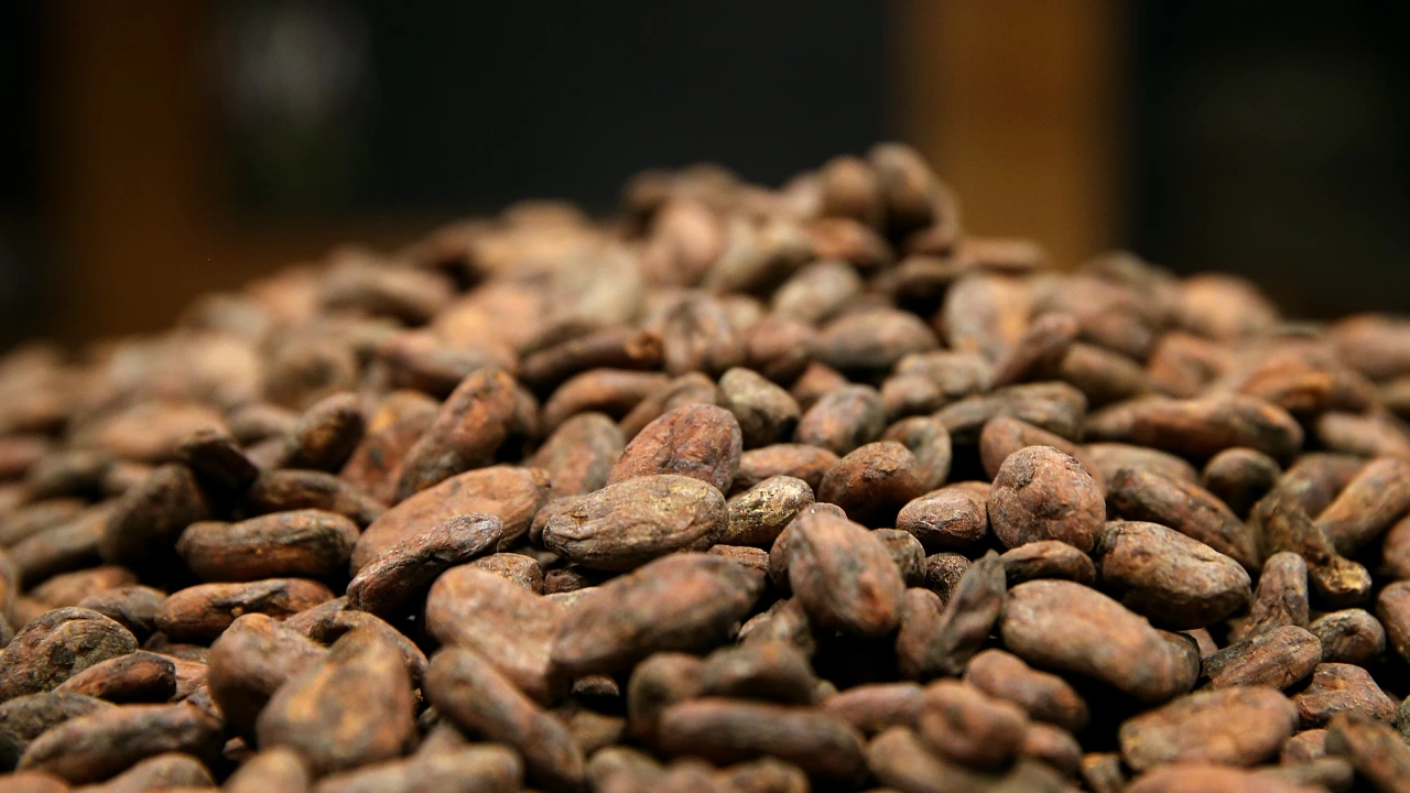 Гана повиши гарантираната фермерска цена плащана на производителите на какао