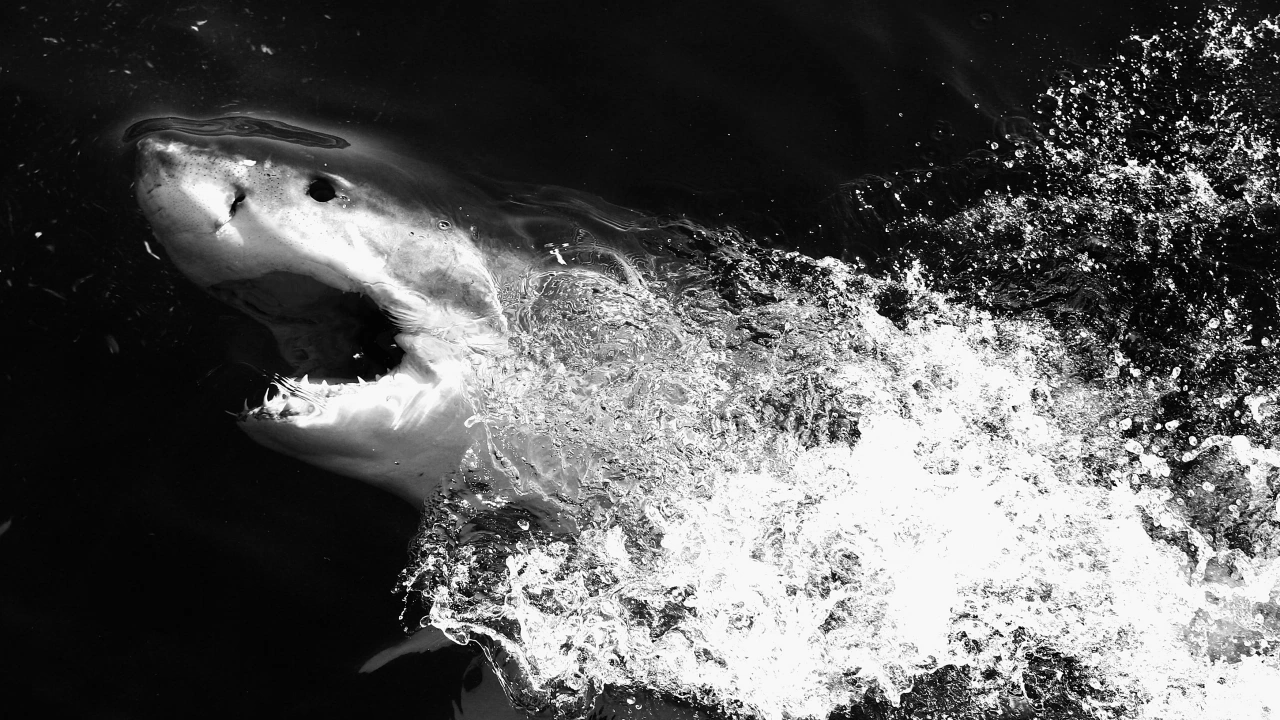За първи път заснеха как косатки ловуват и убиват бяла акула край