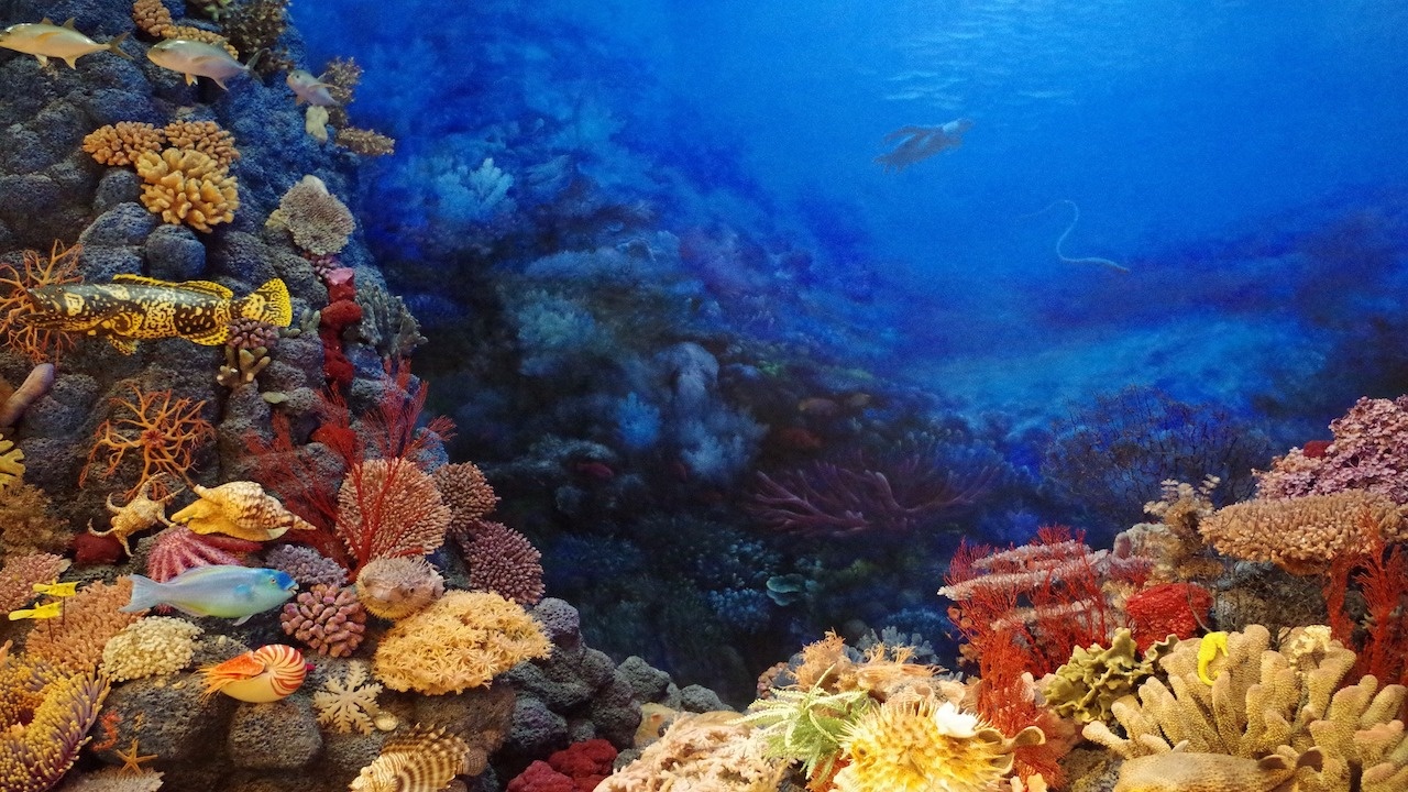 Египет може да се окаже последното убежище на коралите на фона на глобалното затопляне
