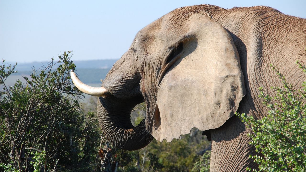 Най-възрастният слон в Германия почина в зоологическата градина в Аугсбург