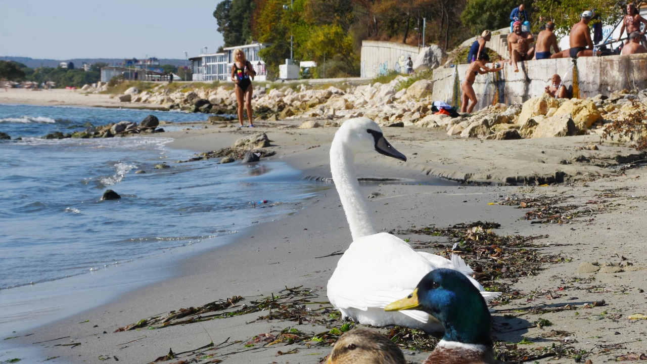 Първият лебед долетя във Варна и вече обитава плажа на