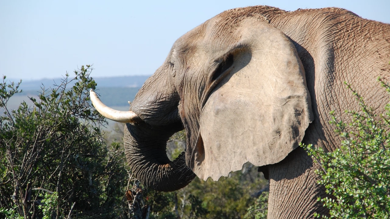 Най възрастният слон в Германия почина в зоологическата градина в Аугсбург