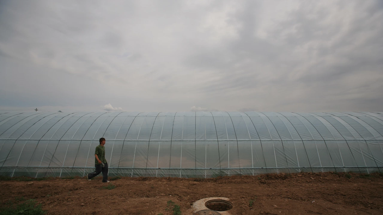 80 90 от оранжериите в България не са засадени