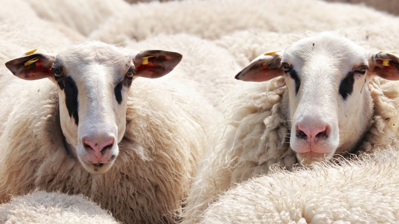 Крадци отмъкнаха 45 овце в Бяла черква