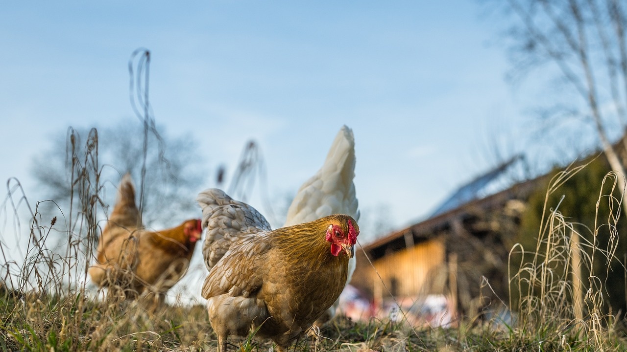 Нидерландия умъртвява още 300 000 пилета заради разрастващата се епидемия от птичи грип