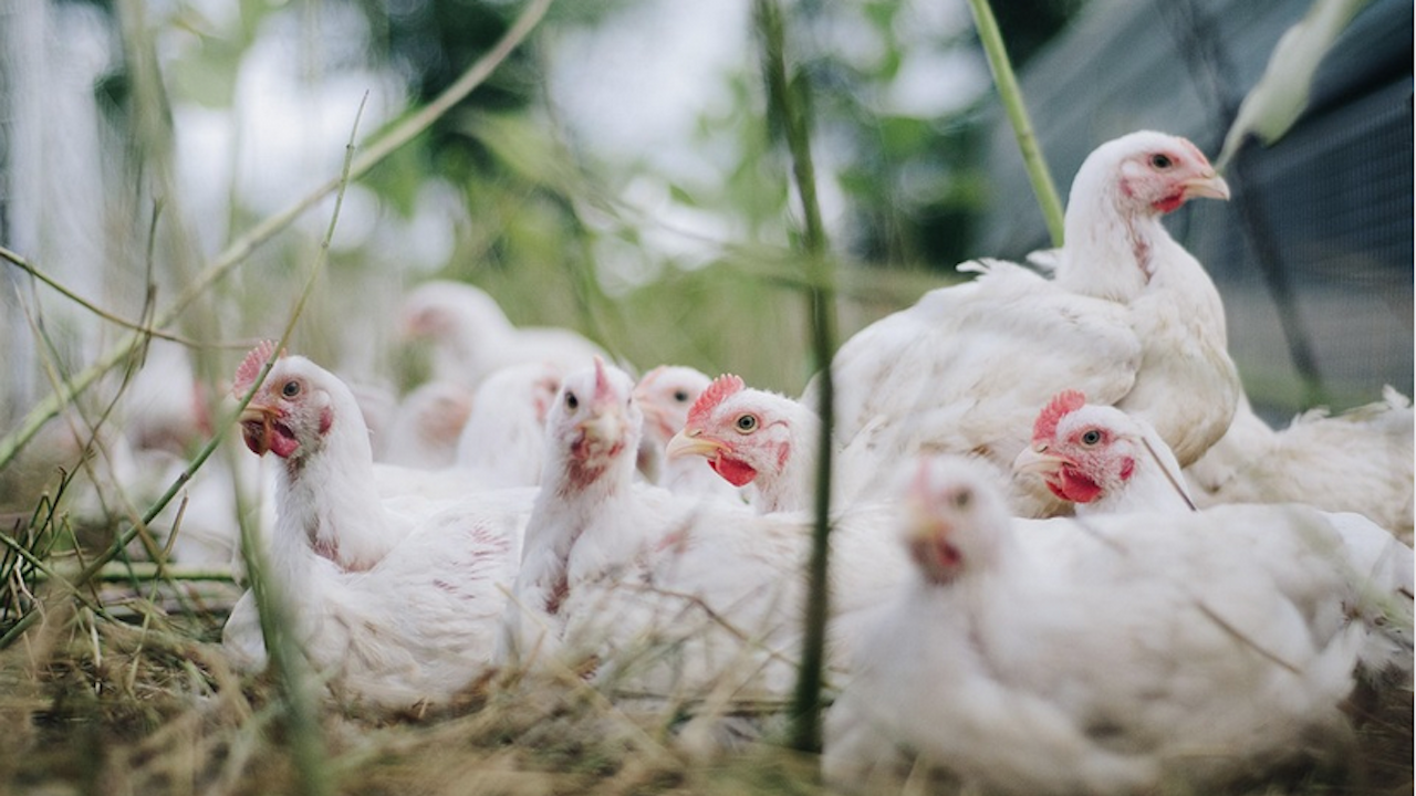 Огнище на птичи грип е установено във ферма в Криво поле