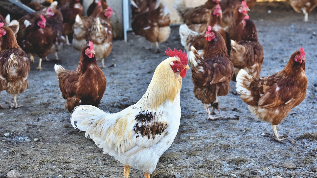 Започва унищожаването на птиците във фермата с птичи грип в Криво поле