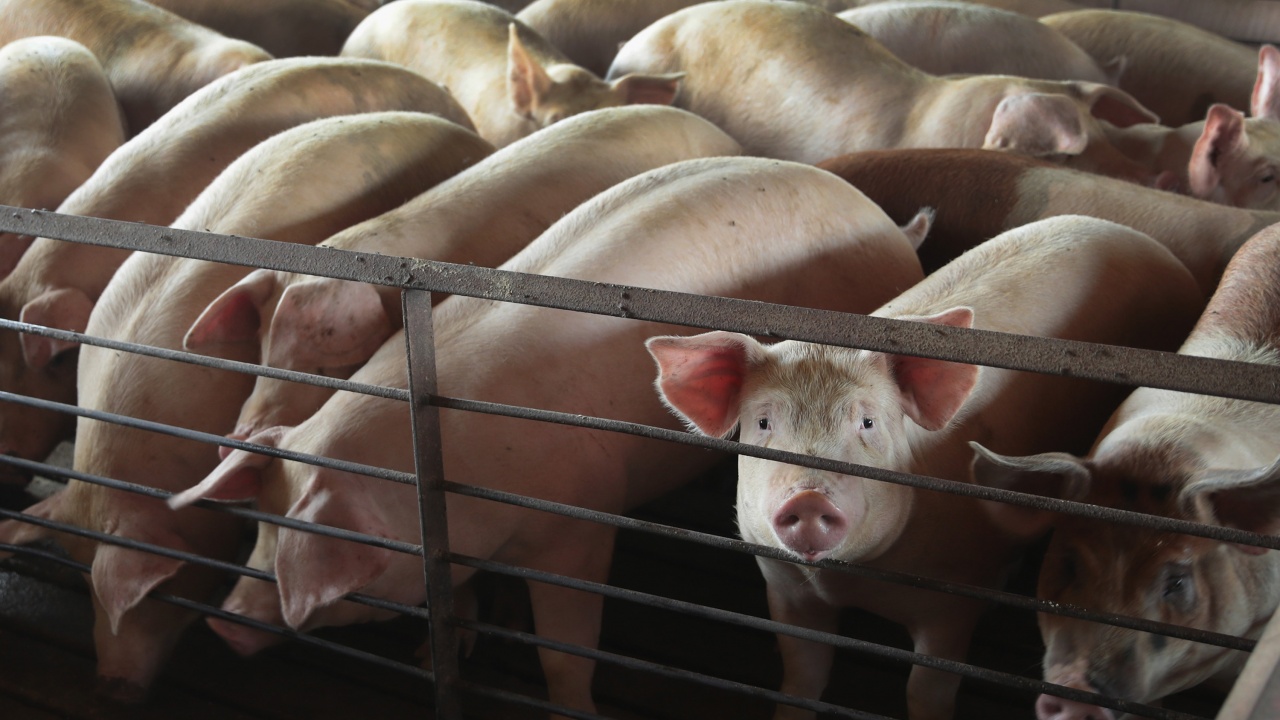 3000 прасета изгоряха при пожар в свинеферма в Силистренско