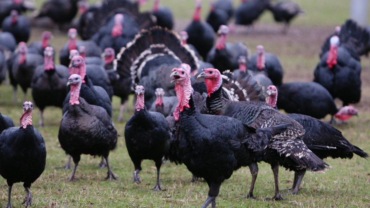 Нидерландия умъртви около 44 000 пуйки, за да овладее птичия грип