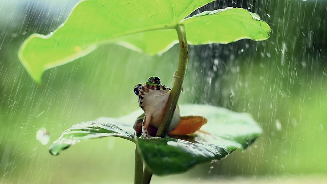 Откриха шест вида дъждовни жаби в Еквадор