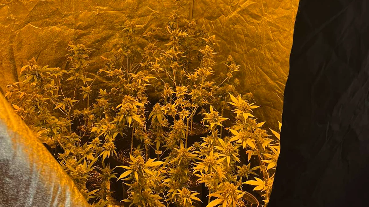 Криминалисти на СДВР разкриха домашна оранжерия за отглеждане на марихуана