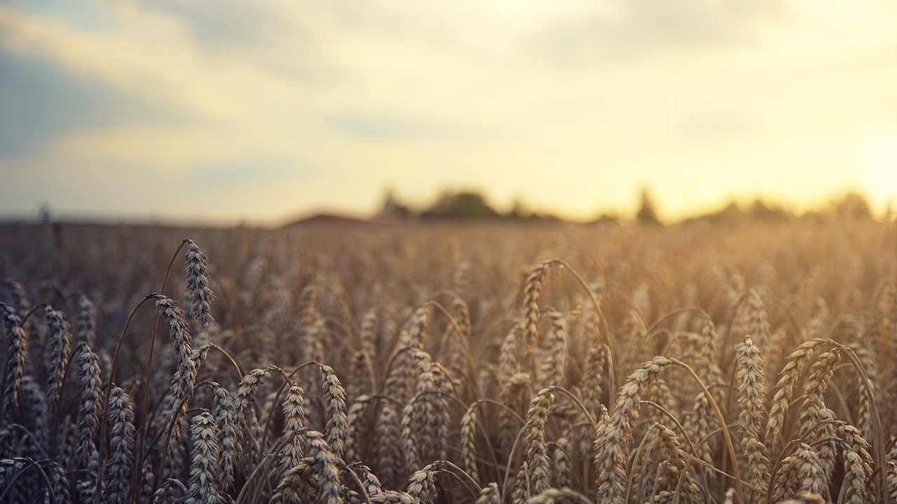 Франция обмисля износ на украинско зърно по суша след оттеглянето на Русия от сделката