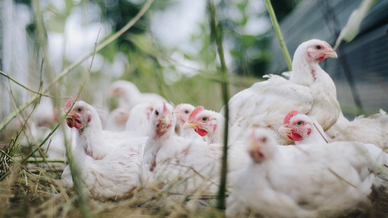 Птичи грип застигна ферма в Айова с 1 милион пилета
