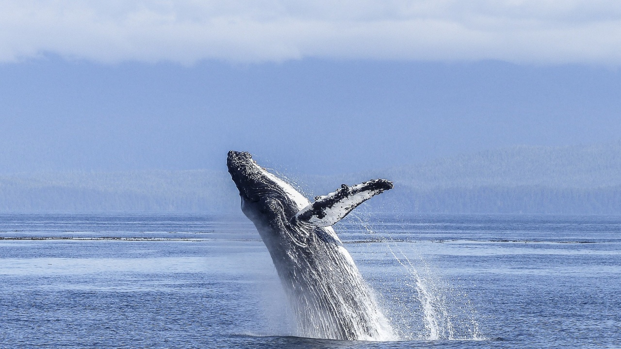 Сините китове поглъщат по 10 млн. микрочастици пластмаса на ден,
