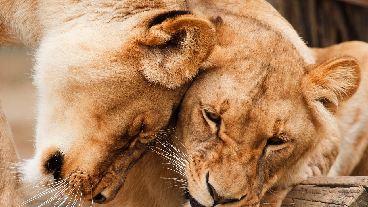 Пет лъва избягаха от клетката си в  австралийски зоопарк