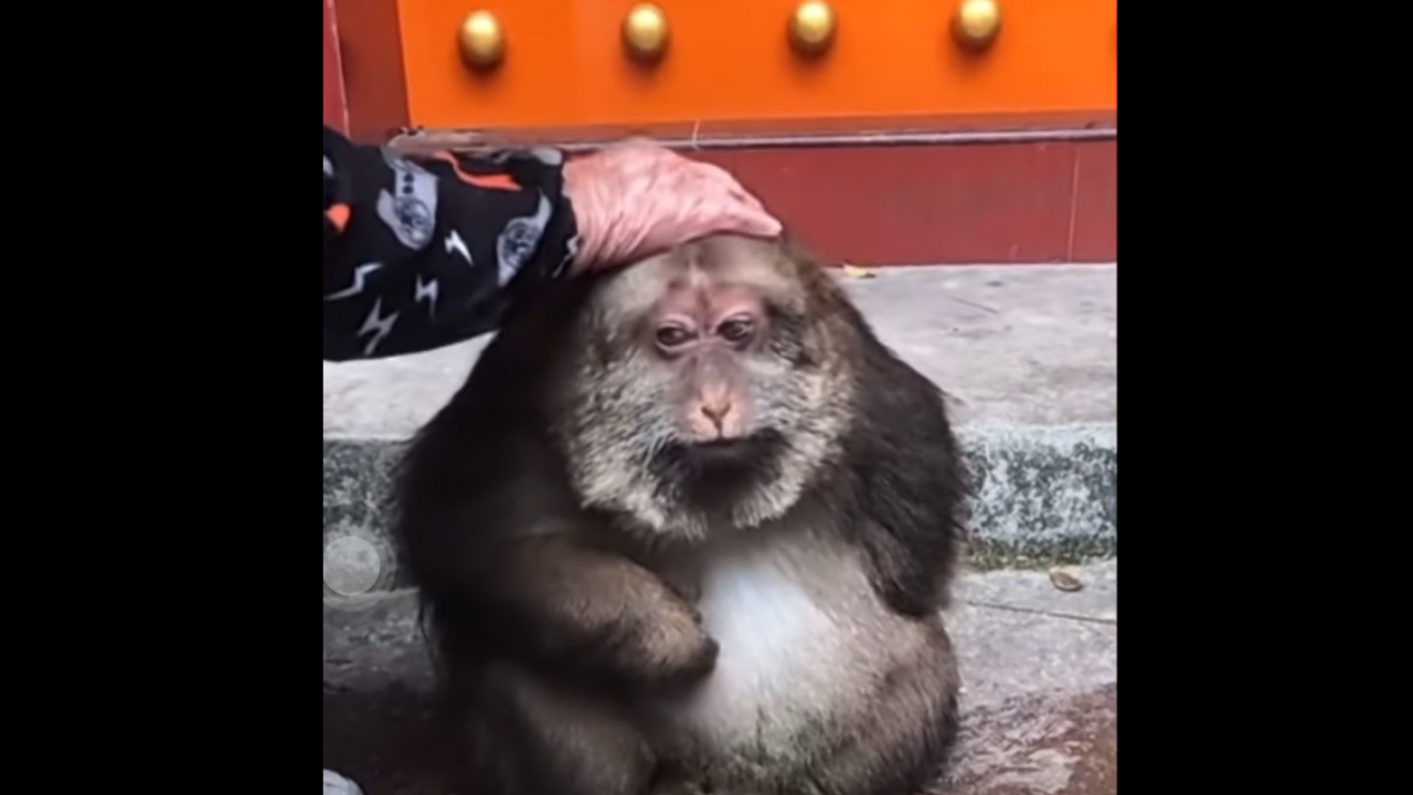 Хит в социалните мрежи: Едноръка маймунка, отгледана от будистка монахиня