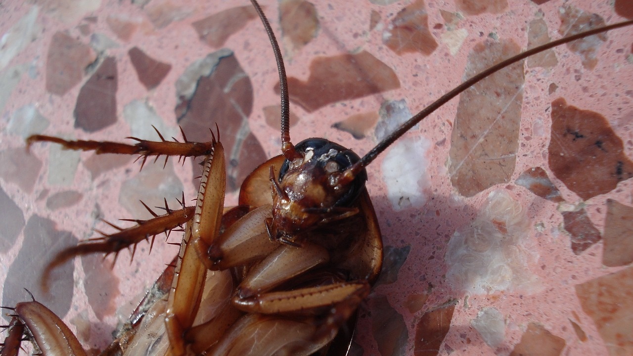 Хлебарки посрещат в Студентски град-младежи живеят в мизерия
