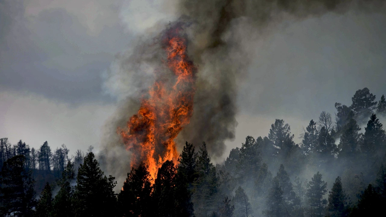 Овладян е пожарът в гората над Карлово На труднодостъпния терен все