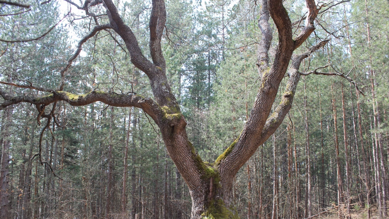 Опасност от отсичане грози дърво в Трънско което е вписано